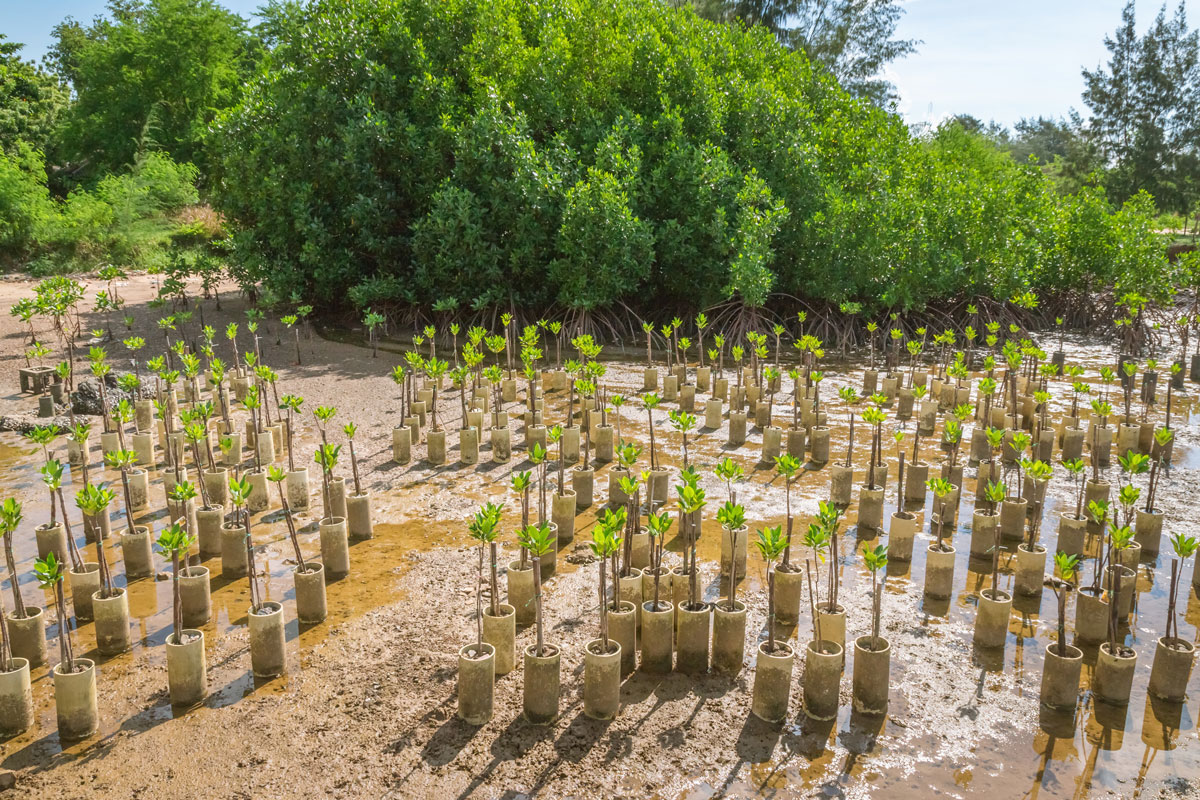 Mangrove planting