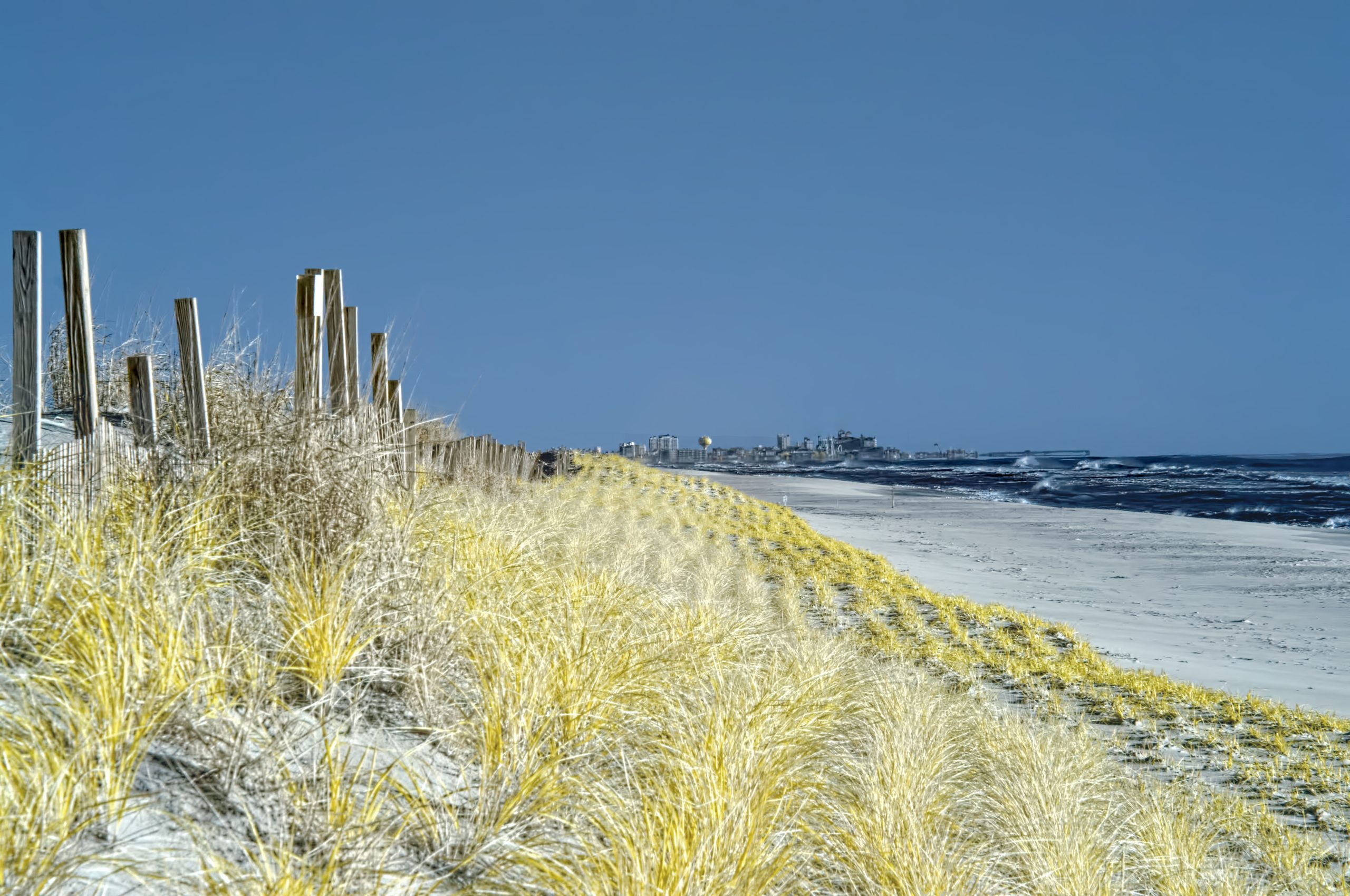 Assateague State Park dune restoration