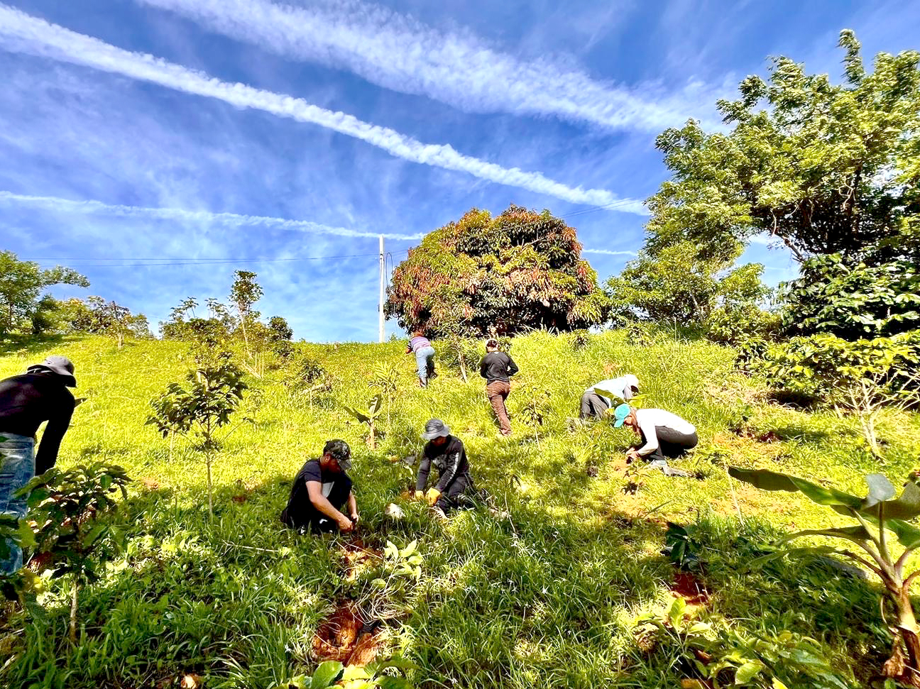 Students plant trees on a hillside 