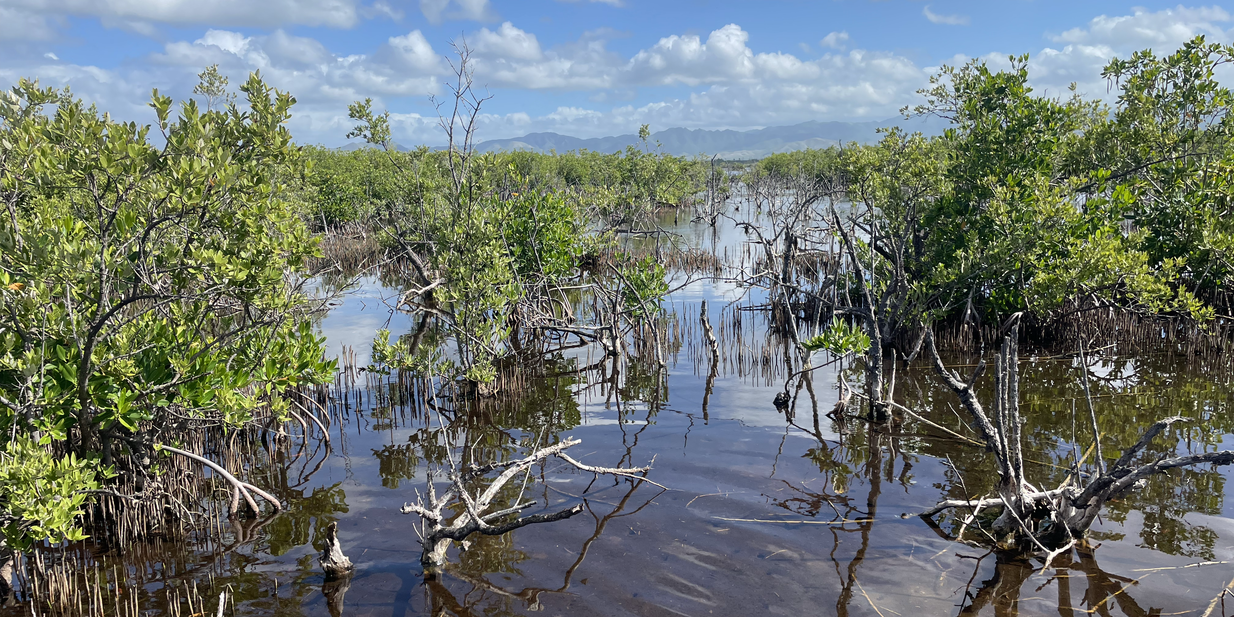 A mangrove in the United States.